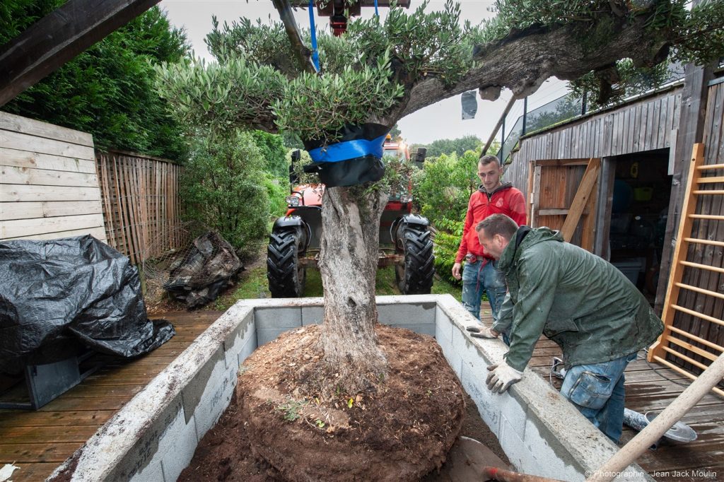 Planter un Olivier ? - Amnagement extrieur La Baule Gurande Pornichet