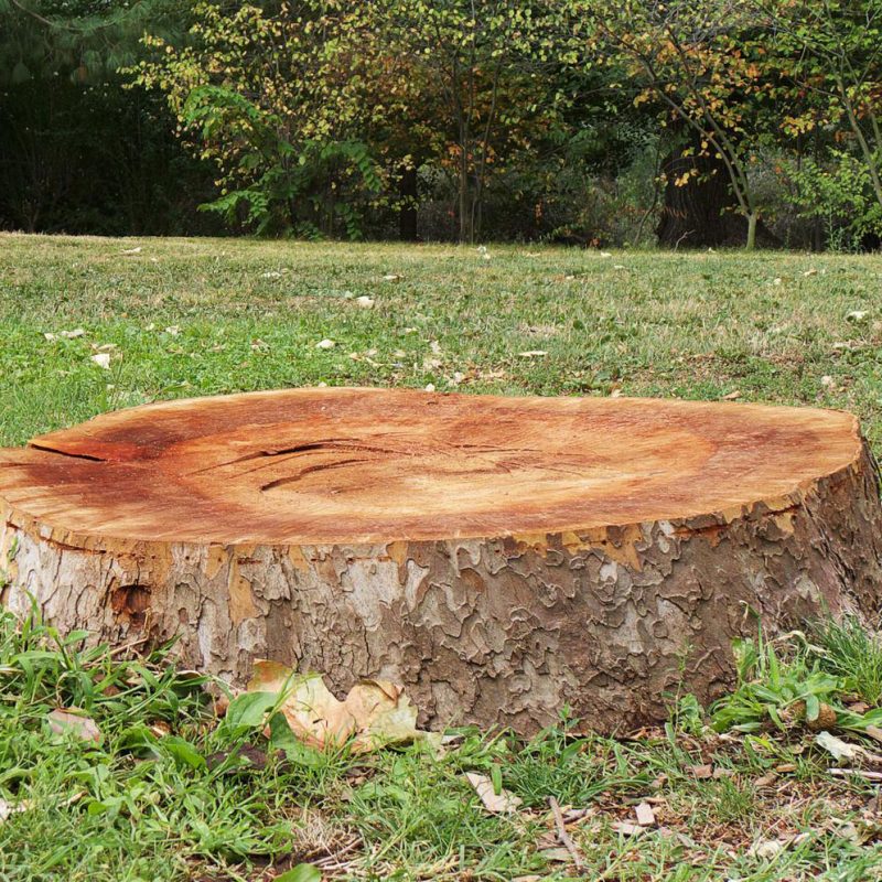 Dessouchage arbre La Baule Guérande Pornichet Saint Nazaire