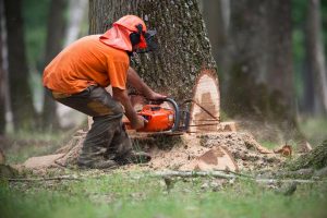 abattage arbre LA-BAULE-GUERANDE-PORNICHET