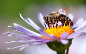 pollinisation La Baule Guérande