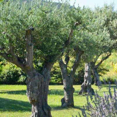 Planter un olivier La Baule Guérande Pornichet