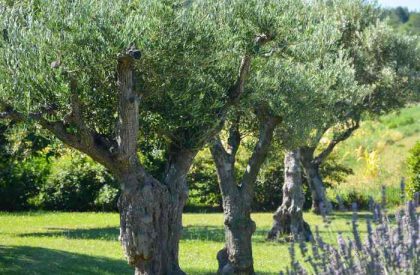Planter un olivier La Baule Guérande Pornichet
